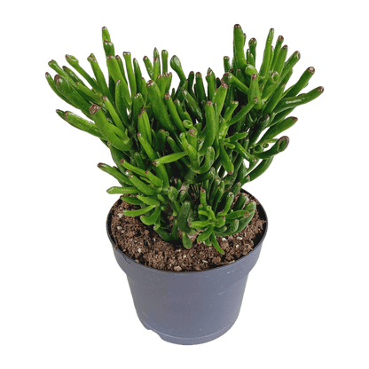 Geldbaum - Crassula Gollum - Zimmerpflanze - 17cm