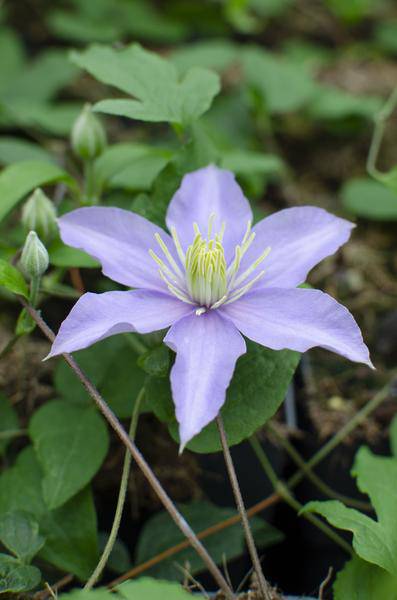 Waldrebe - Clematis Justa - Ø15cm - ↕65cm 