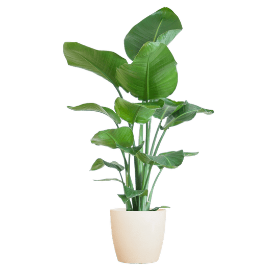 Strelitzia Nicolai – Baum-Strelitzie – Zimmerpflanze – 80 cm – Ø21 cm – inkl. Topf Viber Weiß – Große Blätter, tropisches Flair, pflegeleicht 
