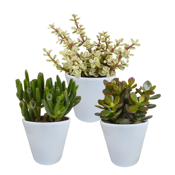 Dickblatt - Crassula - Mix - 8,5 cm - 3 Stück - im Witte-Topf