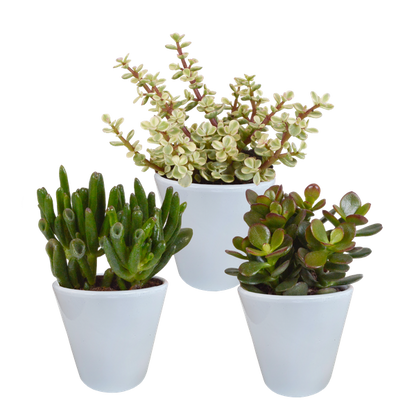 Dickblatt - Crassula - Mix - 8,5 cm - 3 Stück - im Witte-Topf