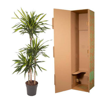 Drachenbaum - Dracaena Riki - Zimmerpflanze - 140cm - ø24cm