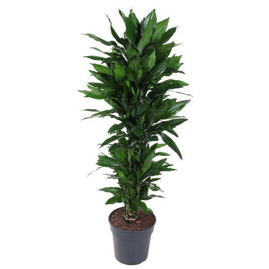 Drachenbaum – Dracaena Janet Lind 130cm – Ø31cm – Zimmerpflanze mit breiten dunkelgrünen Blättern – Pflegeleichte robuste Grünpflanze für Wohnzimmer, Büro & Wintergarten 