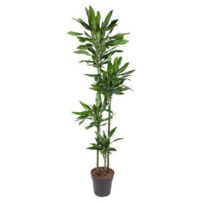 Drachenbaum – Dracaena Janet Lind 180cm – Ø27cm – Zimmerpflanze mit großen, dunkelgrünen Blättern – Pflegeleichte Grünpflanze für Wohnzimmer, Büro & Wintergarten 