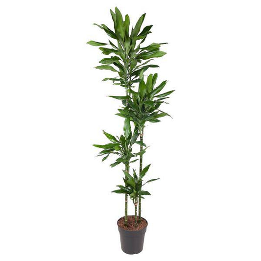 Drachenbaum – Dracaena Janet Lind 180cm – Ø27cm – Zimmerpflanze mit großen, dunkelgrünen Blättern – Pflegeleichte Grünpflanze für Wohnzimmer, Büro & Wintergarten 