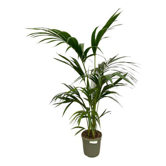 Kentia-Palme – Howea forsteriana – Exklusive Zimmerpalme – ↕130cm – Ø21cm – Tropische Grünpflanze für Wohnzimmer, Büro & Wintergarten – Elegante Palme mit dunkelgrünen Blättern 