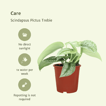 Efeutute - Scindapsus Pictus Trebie Epipremnum - Zimmerpflanze - Ø12cm - ↕15cm - 2 Stück