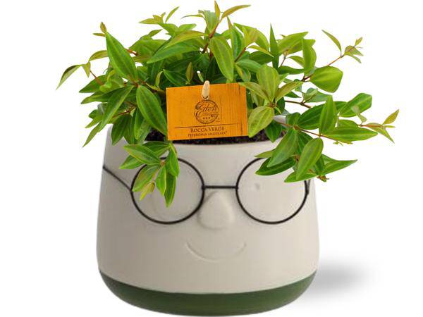 Peperomia Angulata 'Rocca Vivace' – Zwergpfeffer – Zimmerpflanze im Ziertopf – Ø11cm Pflanze – ca. 15cm hoch – inkl. Keramiktopf Bril Grün Ø12x9cm 