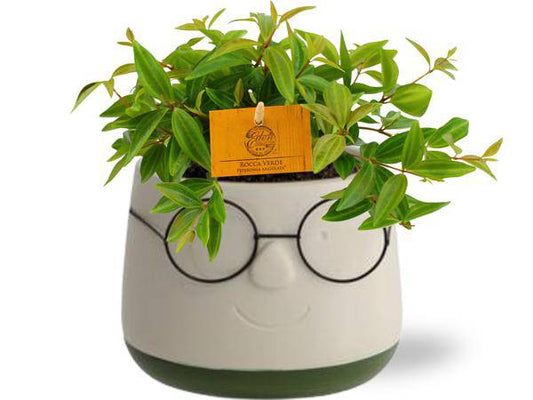 Peperomia Angulata 'Rocca Vivace' – Zwergpfeffer – Zimmerpflanze im Ziertopf – Ø11cm Pflanze – ca. 15cm hoch – inkl. Keramiktopf Bril Grün Ø12x9cm 