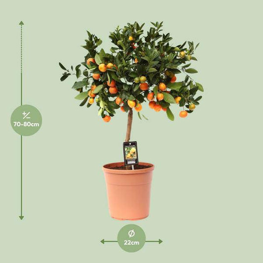 Orangenbaum - Calamondinorange - Citrus Calamondin - Ø22cm - ↕80cm 