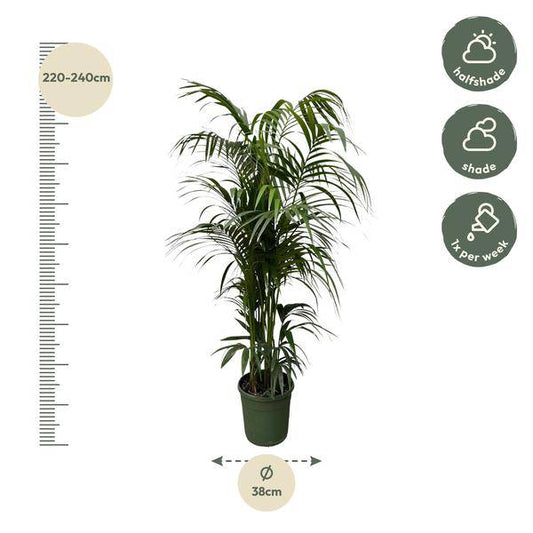 Kentia-Palme – Howea forsteriana – Zimmerpflanze 230cm – Ø38cm – Exklusive XXL-Palme mit eleganten Wedeln – Tropische Kübelpflanze für Wohnzimmer, Büro & Wintergarten – Pflegeleicht 