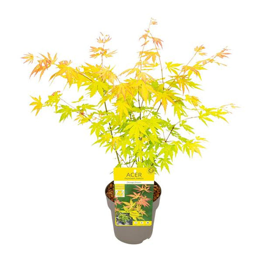 Fächer-Ahorn - Acer palmatum Orange Dream - Ø15cm - ↕30cm 