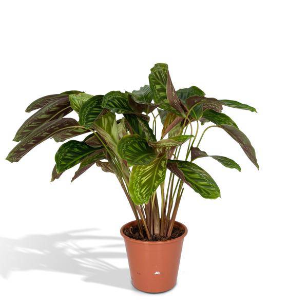 Calathea Flamestar - Pfauenpflanze - Ø19cm - ↕75cm 
