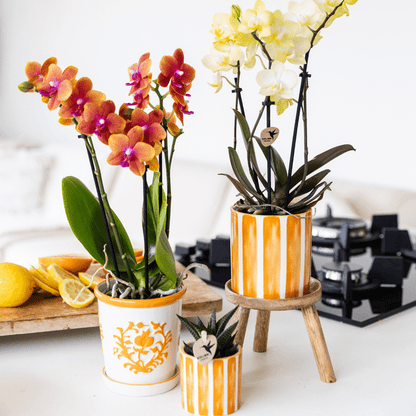 Malaga Blumentopf Orange Ø9cm – Dekorativer Keramiktopf in sommerlichem Design – Pflanzentopf für Zimmerpflanzen & Kräuter – Stilvolle Blumendeko für Wohnzimmer, Küche & Büro 