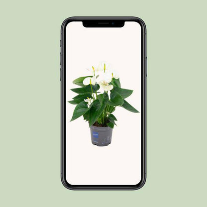 Flamingoblume - Anthurium Weiß - Zimmerpflanze - Ø12cm - ↕43cm
