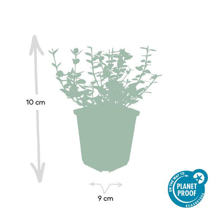 Kletter-Spindelstrauch - Euonymus 'Emerald 'n Gaity' - ↕10-25cm - Ø9cm - 20 Stück