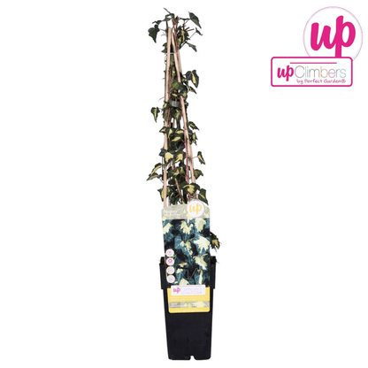 Gold-Efeu - Hedera helix 'Goldheart' - Ø15cm - ↕65cm