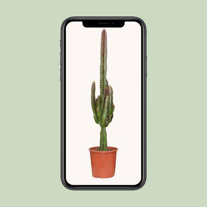 Dreikantige Wolfsmilch - Euphorbia Trigona Rubra - Zimmerpflanze - Ø17cm - ↕70cm