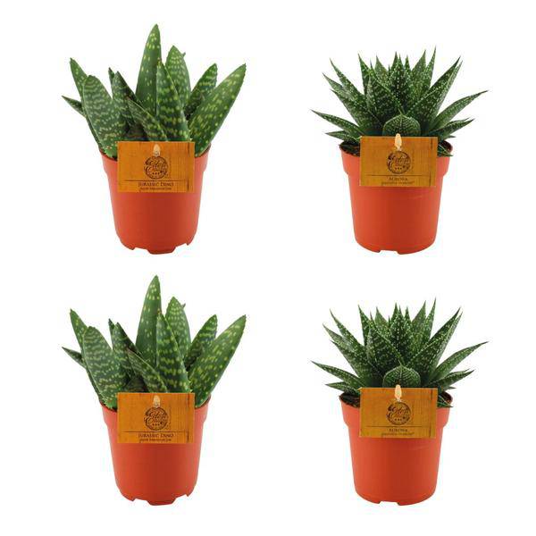 2x Aloe Paradisicum & 2x Gasteria Hybrid Aurora – 4er Zimmerpflanzen-Set – Sukkulenten-Mix – Ø10,5 cm Topf – Pflegeleicht & Robust – Für Wohnung & Büro