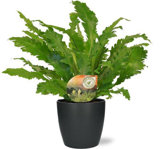 Asplenium Campio Nestfarn – Zimmerpflanze – Ø17 cm – ca. 50 cm hoch – inkl. Topf Brüssel Anthrazit Ø18x17 cm 