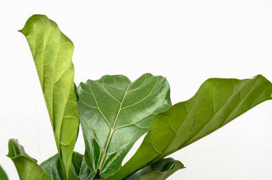 Geigen-Feige – Ficus Lyrata – Zimmerpflanze 200cm – Ø32cm – XXL-Pflanze mit großen geigenförmigen Blättern – Exotische Kübelpflanze für Wohnzimmer & Büro – Pflegeleicht 