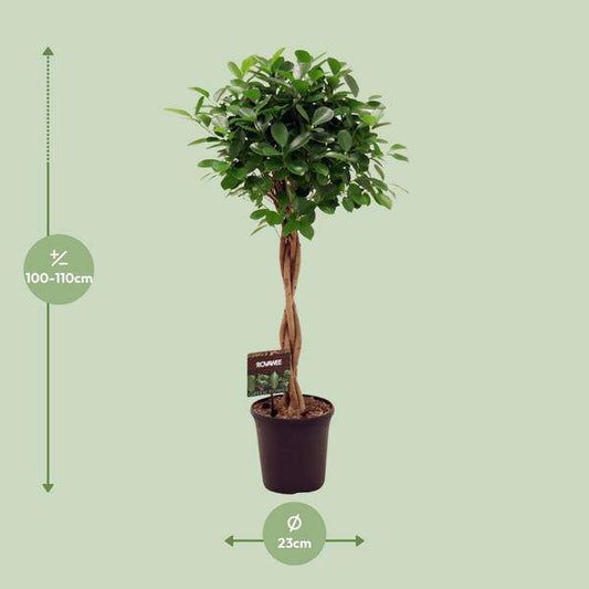 Chinesische Feige - Ficus Micr. Moclame - Zimmerpflanze - Ø23cm - ↕110cm 