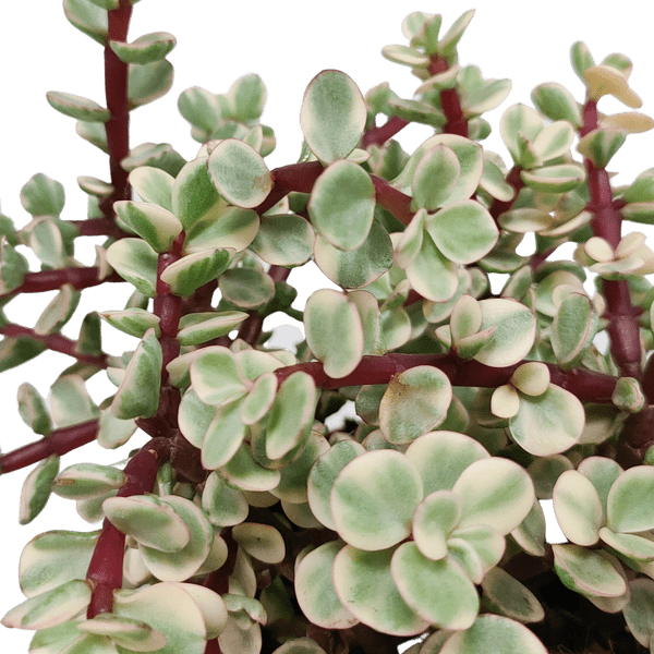 Speckbaum - Portulacaria afra Variegata - Zimmerpflanze - 10,5cm