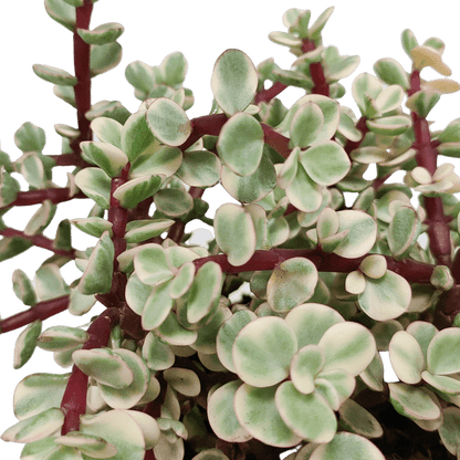Speckbaum - Portulacaria afra Variegata - Zimmerpflanze - 10,5cm