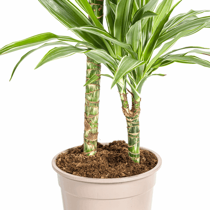Dracaena Deremensis Weiß gestreift Ø19cm - ↕70 - 90cm