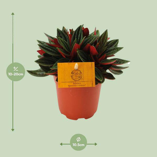 Peperomia caperata 'Rosso' – Zierpfeffer Zimmerpflanze – Ø11cm – ca. 15cm hoch – Kompakte Blattschmuckpflanze mit roter Unterseite – Pflegeleicht & dekorativ 