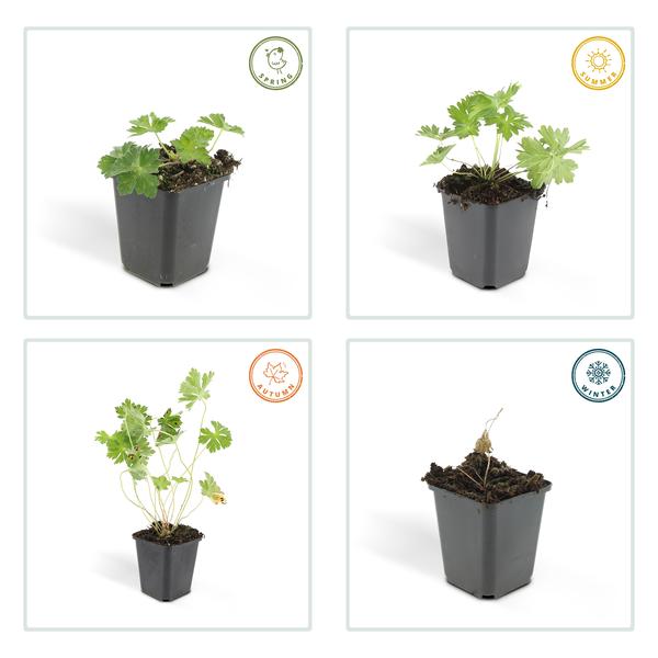 Storchschnabel Geranium Rozanne – Bodendecker & langlebige Blüherin – Ø9cm – ↕10-25cm – 20 Pflanzen – robust & pflegeleicht