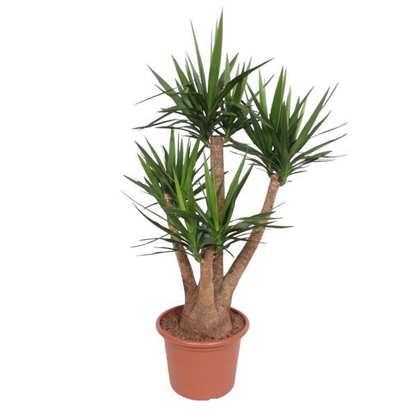 Riesen-Palmlilie - Yucca Elephantipes - Zimmerpflanze - 170cm - ø45cm
