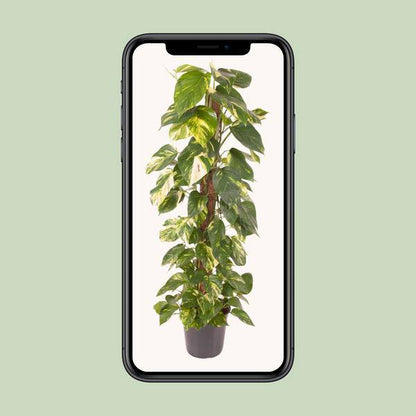 Efeutute - Epipremnum Pinnatum - Zimmerpflanze - Ø24cm - ↕120cm