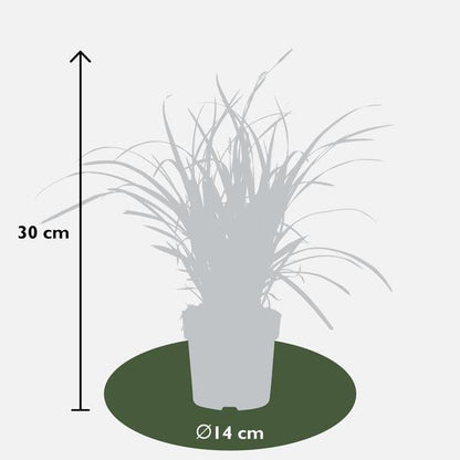 Japan-Segge - Carex morrowii 'Icedance' - ↨30cm - Ø14cm - 3 Stück
