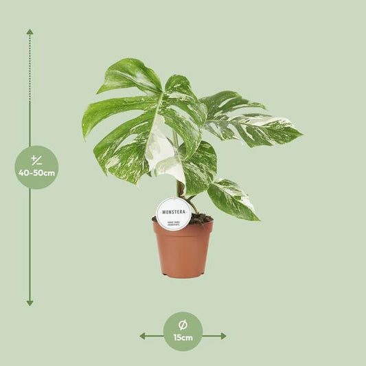Fensterblatt Monstera Deliciosa Variegata – Zimmerpflanze Ø15cm ↕45cm – Seltene panaschierte Monstera mit weiß-grünen Blättern – Tropische Kletterpflanze & luftreinigend – Für Wohnzimmer & Büro 