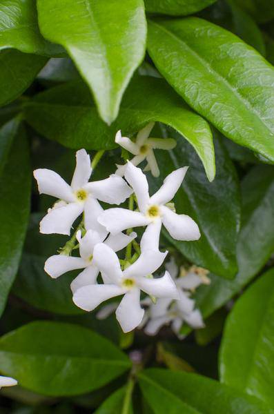 Sternjasmin Trachelospermum 'Star of Venice' – 2er-Set – ca. 65cm hoch Ø15cm – Duftende, winterharte Kletterpflanze – Immergrün – Für Balkon, Terrasse & Garten
