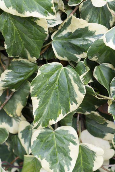 Buntlaubiger Kaukasischer Efeu - Hedera colchica 'Dentata Variegata' - Ø15cm - ↕65cm