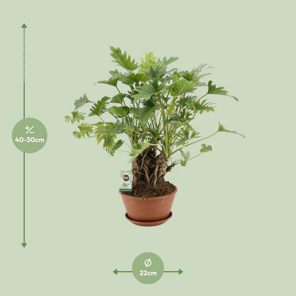 Baumfreund - Philodendron Xanadu - Zimmerpflanze - Ø22cm - ↕50cm