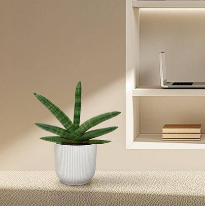 Sansevieria Skyline - Bogenhanf - Zimmerpflanze - ↕25 cm - ø10,5cm