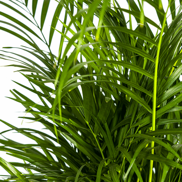 Dypsis Areca Lutescens Ø21cm - ↕100 - 120cm 