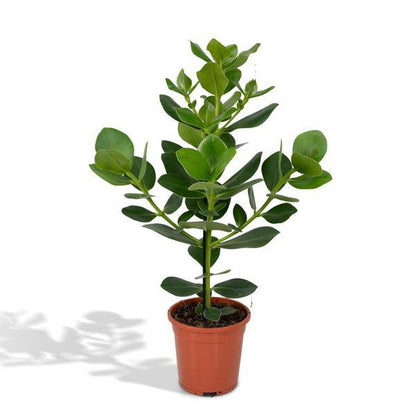 Balsamapfel - Clusia Rosea Princess - Zimmerpflanze - Ø17cm - ↕60cm