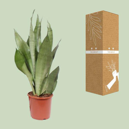 Bogenhanf - Sansevieria Moonshine - Zimmerpflanze - Ø17cm - ↕60cm