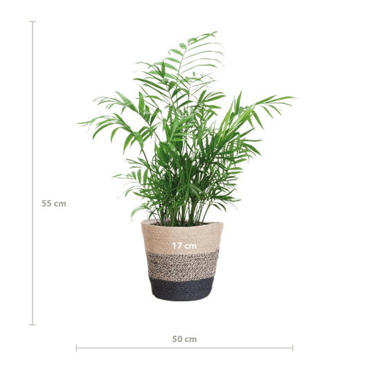 Chamadorea Elegans Mexikanische Bergpalme – Zimmerpflanze ca. 55cm – Ø17cm – Im nachhaltigen Pflanzkorb Lissabon Schwarz – Federleichte, pflegeleichte Zimmerpalme 