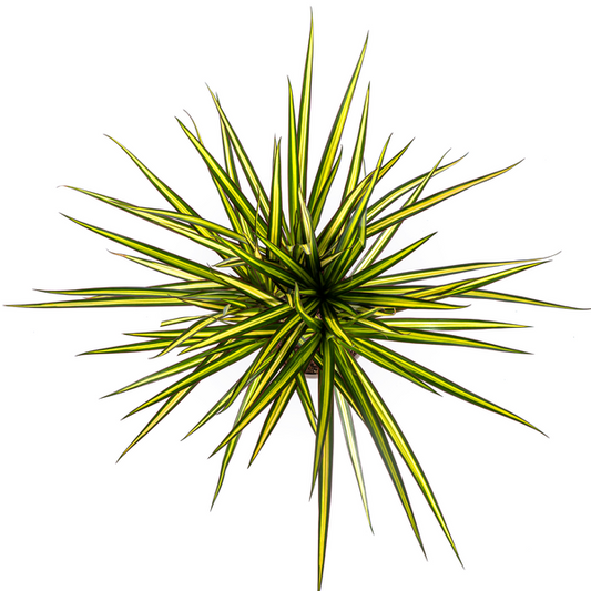 Dracaena Marginata Sunray – Drachenbaum – Zimmerpflanze – Ø17 cm – ↕60-80 cm – Grüne & gelbe Blätter, pflegeleicht 