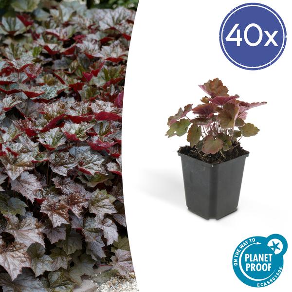 Purpurglöckchen - Heuchera mic. 'Palast Lila' - ↕10-25cm - Ø9cm - 40 Stück