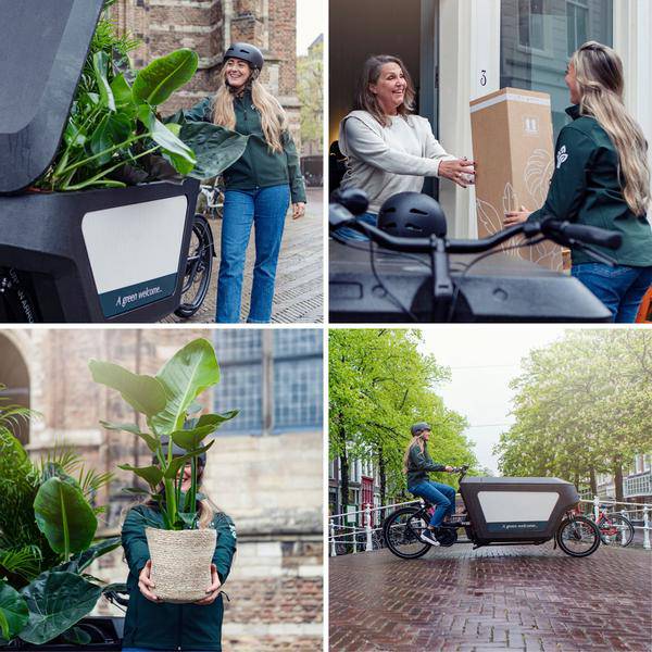 Aloe vera – Echte Aloe – Ø12cm x H40cm – Pflegeleichte Zimmerpflanze & Sukkulente – Sonnentolerant & wasserspeichernd – Im Kunststofftopf – Direkt aus der Gärtnerei 