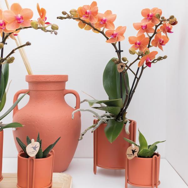 Orange Phalaenopsis Orchidee - Mineral Bolzano - Topfgröße Ø9cm | blühende Topfpflanze - frisch vom Züchter - Oasis of Life