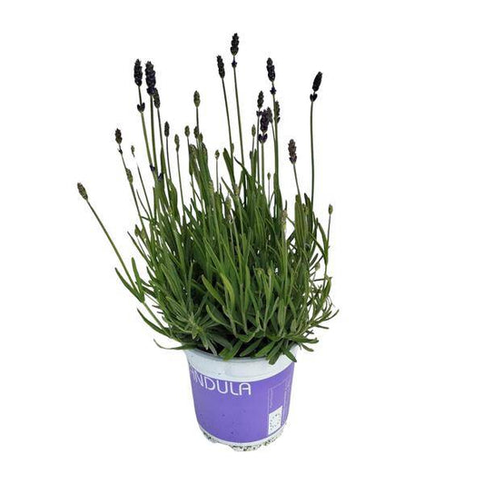 Lavendel - Lavandula Hidcote Blau - Zimmerpflanze - Ø12cm - ↕20cm 