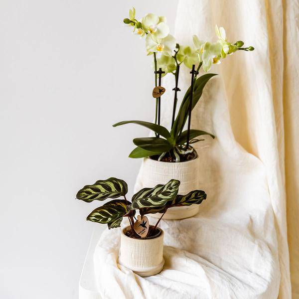 Bali Blumentopf Off White Ø9cm – Dekorativer Keramiktopf mit Rillenstruktur – Moderner Pflanzentopf im minimalistischen Design – Stilvolle Blumendeko für Wohnzimmer, Küche & Büro 