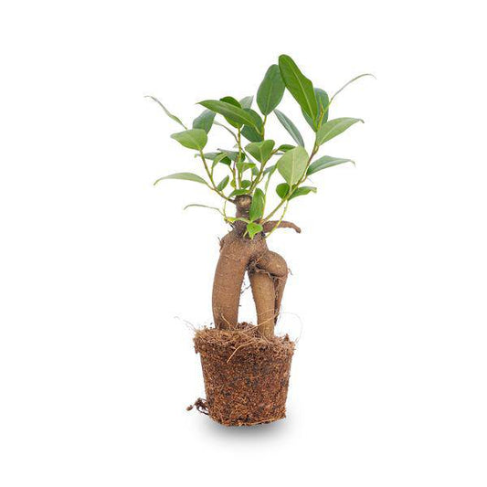 Chinesische Feige Ficus Ginseng Bonsai – Zimmerpflanze Microcarpa Ø6cm – Mini-Bonsai mit markanter Wurzelstruktur 